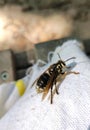 Bald-faced hornet resting on a cotton rag after a night in my lampshade.