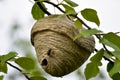 Bald-faced hornet`s nest hanging from a tree branch