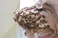 Bald Faced Hornets at broken nest with eggs