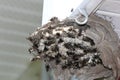 Bald Faced Hornets at broken nest with eggs