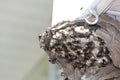 Bald Faced Hornets at broken nest with eggs