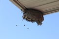 Bald Faced Hornets flying to a broken nest