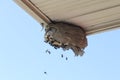 Bald Faced Hornets flying to a broken nest