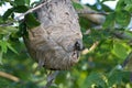 Bald-faced Hornets at their nest at dawn