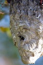 Bald-faced Hornets at their nest at dawn