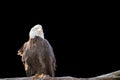 Bald feral eagle perched on a dry branch isolated on black.