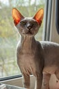 Bald gray cat breed Sphinx sits near the window close up