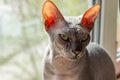 Bald gray cat breed Sphinx sits near the window close up