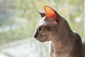 Bald gray cat breed Sphinx sits near the window close up