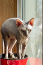 Bald gray cat breed Sphinx sits near the window close up