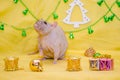 Bald gray cute rat sits near New Year gift boxes on yellow background with a Christmas tree and bells, symbol of 2020 Royalty Free Stock Photo