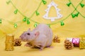 Bald gray rat sit near New Year gift on yellow background with Christmas tree and bells, sniffing a drum, symbol of 2020 Royalty Free Stock Photo