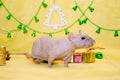 Bald gray rat sits near New Year gift boxes on yellow background with Christmas tree and bells, symbol of 2020 Royalty Free Stock Photo