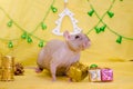 Bald gray rat sits near New Year gift boxes on yellow background with a Christmas tree and bells, symbol of 2020 Royalty Free Stock Photo