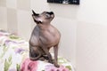 Bald hairless cat without wool sits on the back of the sofa and Royalty Free Stock Photo