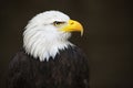 Bald Headed Eagle Royalty Free Stock Photo