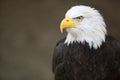 Bald Headed Eagle Royalty Free Stock Photo