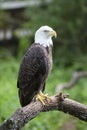 Bald headed eagle Royalty Free Stock Photo