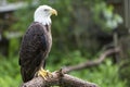 Bald headed eagle Royalty Free Stock Photo