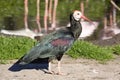 Bald ibis, Geronticus calvus, is threatened with extinction Royalty Free Stock Photo
