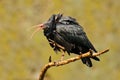 Bald Ibis Geronticus eremita, exotic bird in the nature habitat, bird, evening sun light, during sunset, Marocco. Rare bird in the Royalty Free Stock Photo