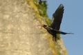 Bald Ibis - Waldrapp Geronticus eremita sitting on the rock in spain. In the background is yellow rock and blue sky. Black bird Royalty Free Stock Photo