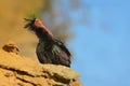 Bald Ibis - Waldrapp Geronticus eremita sitting on the rock in spain. In the background is yellow rock and blue sky. Black bird Royalty Free Stock Photo