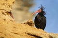 Bald Ibis - Waldrapp Geronticus eremita sitting on the rock in spain. In the background is yellow rock and blue sky. Black bird Royalty Free Stock Photo