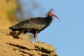 Bald Ibis - Waldrapp & x28;Geronticus eremita& x29; Royalty Free Stock Photo
