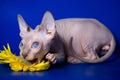 Bald kitten sphinx eats