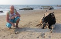 A bald man on the beach next to a sacred indian cow. India, Goa. Royalty Free Stock Photo