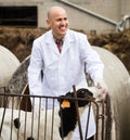 Bald mature Male vet employee with dairy cattle in livestock farm Royalty Free Stock Photo