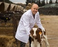 Bald mature veterinary technician with dairy cattle in farm