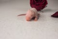 Bald newborn rat on the background of a red rose