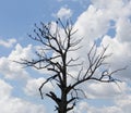 Bald old tree with small birds on branches