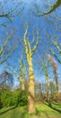 Bald Platanus reaching for the sky