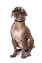 Bald Pug Dog Sitting Looking Side Royalty Free Stock Photo