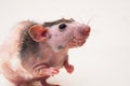 Bald sphinx rat. Royalty Free Stock Photo