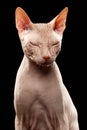 Bald Sphynx Cat. Naked Cat Squinted on Black