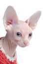 Bald Sphynx cat portrait. Shorthair kitten two months old in knitted sweater isolated on white background Royalty Free Stock Photo