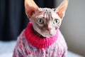 bald sphynx cat wearing a knitted pink sweater