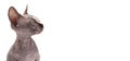 Bald Sphynx Kitten cat on white Royalty Free Stock Photo