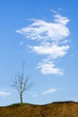 Bald tree and cloud