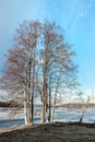 Bald tree at lakeside in winter Royalty Free Stock Photo