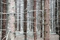 Bald tree trunks in forest in winter Royalty Free Stock Photo