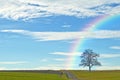 Bald tree with way and rainbow Royalty Free Stock Photo