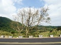 Bald tree on winter raod Royalty Free Stock Photo