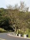 Bald tree on winter raod Royalty Free Stock Photo