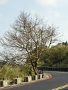 Bald tree on winter raod Royalty Free Stock Photo