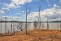 Bald trees after flood at Wivenhoe Dam, Australia